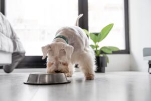 Купить корм для собак Just Dog в Красноярске