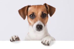 Почему корм Just Dog для собак лучше корма «Сириус»?