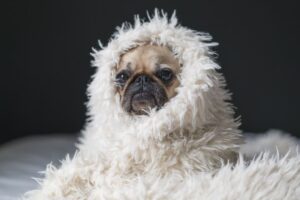 Разбираем аналог корма для собак Royal Canin